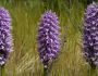 Orchis Italica