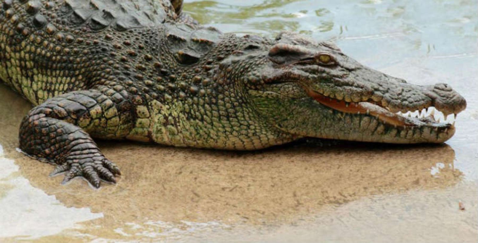 Zoo di Napoli
