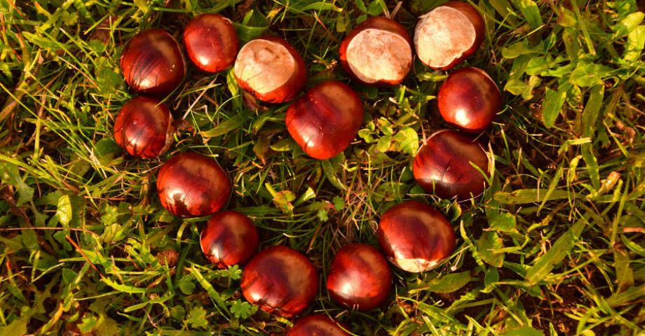 Castagne del prete