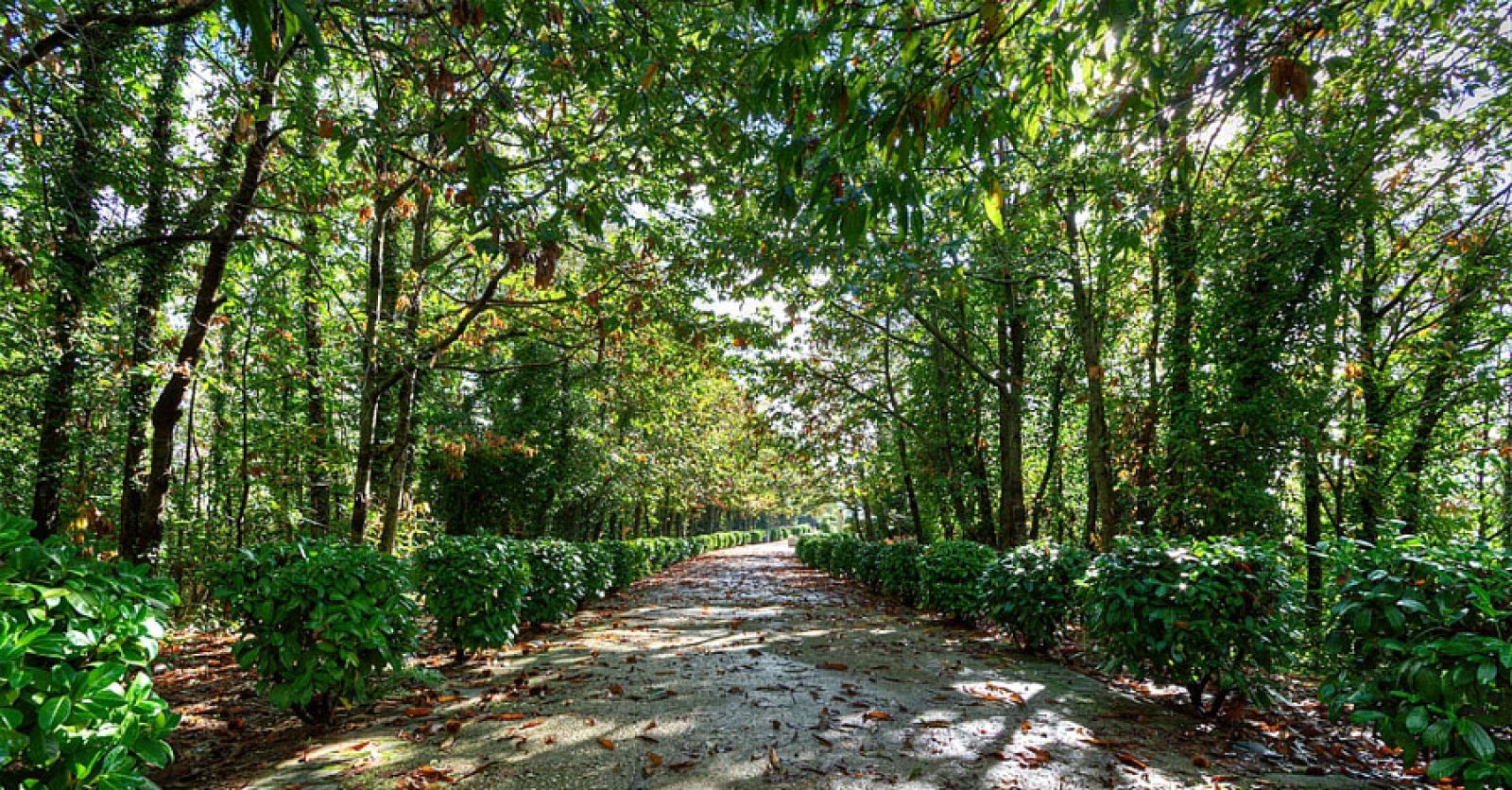 Parco dei Camaldoli