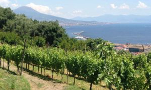 Vigna di San Martino