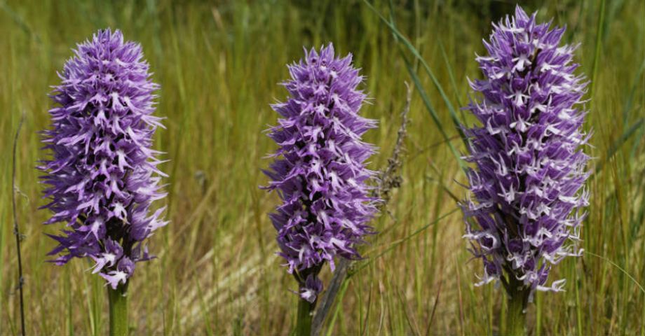 Orchis Italica