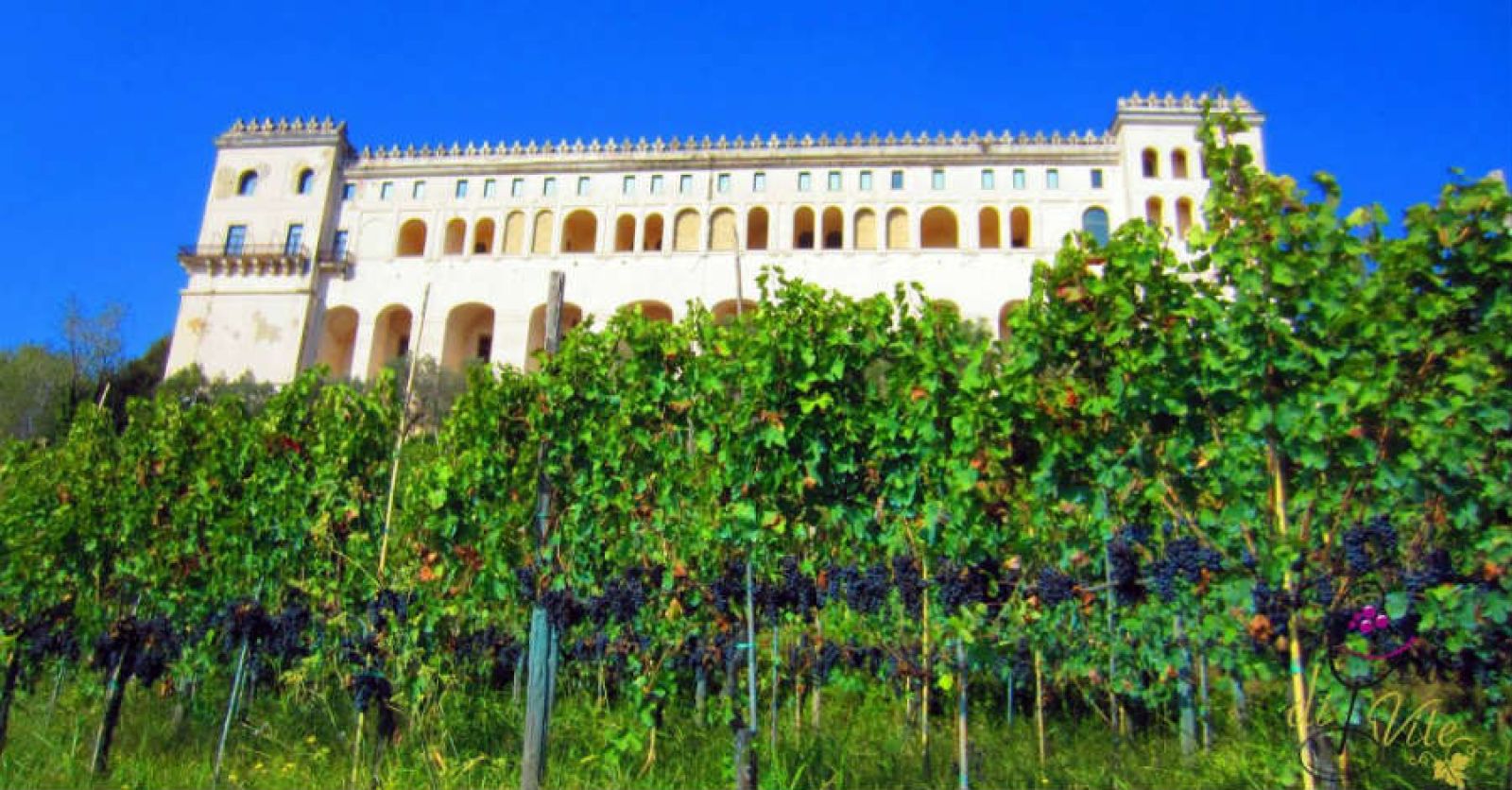 Vigna di San Martino