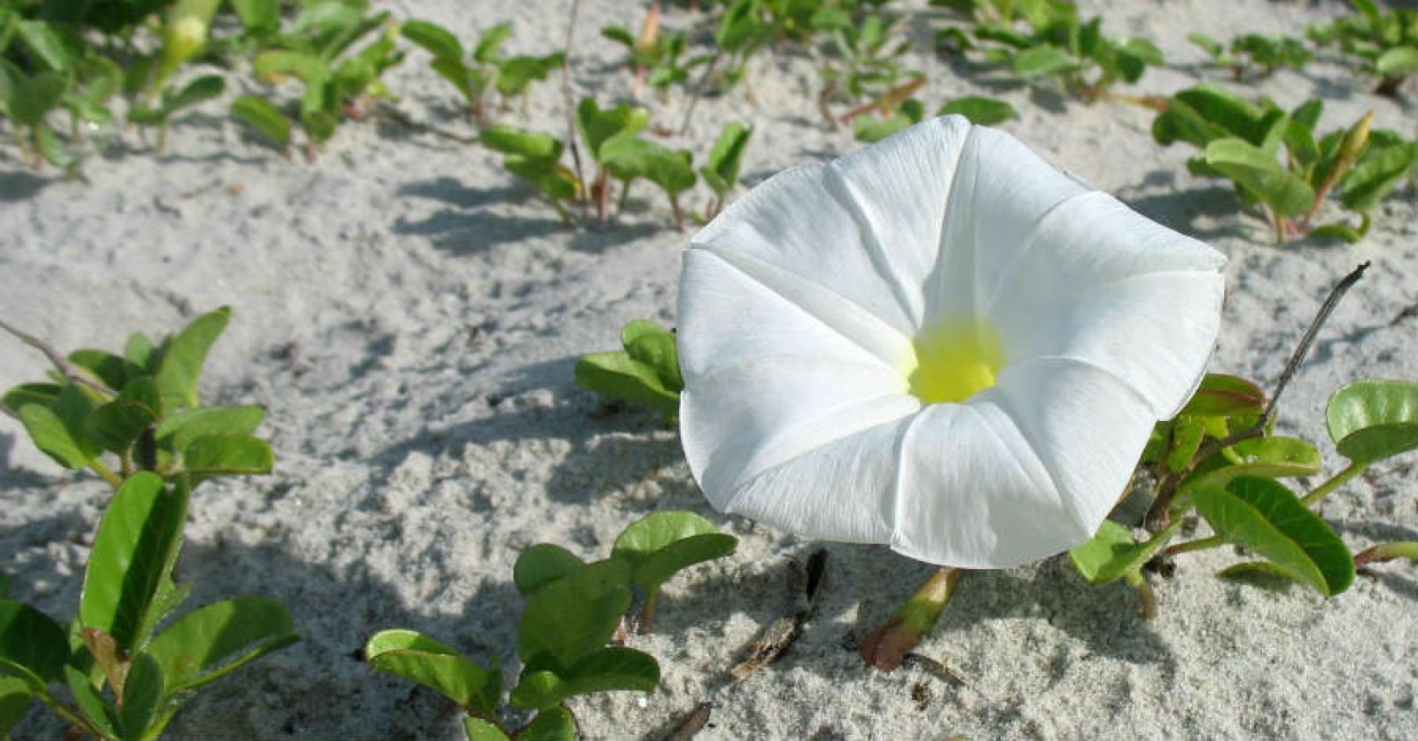 Ipomoea Imperati