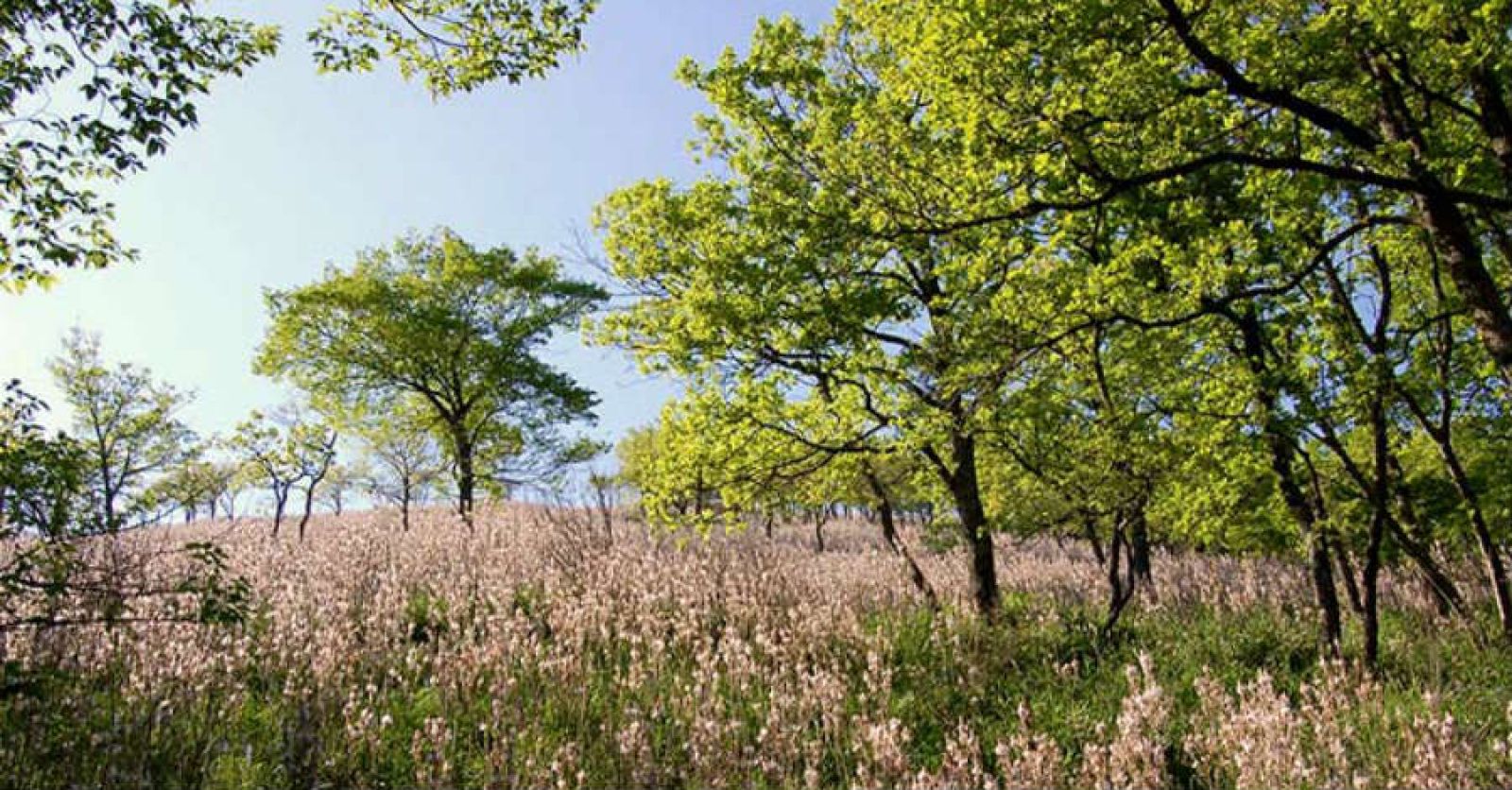 Parco naturale Diecimare