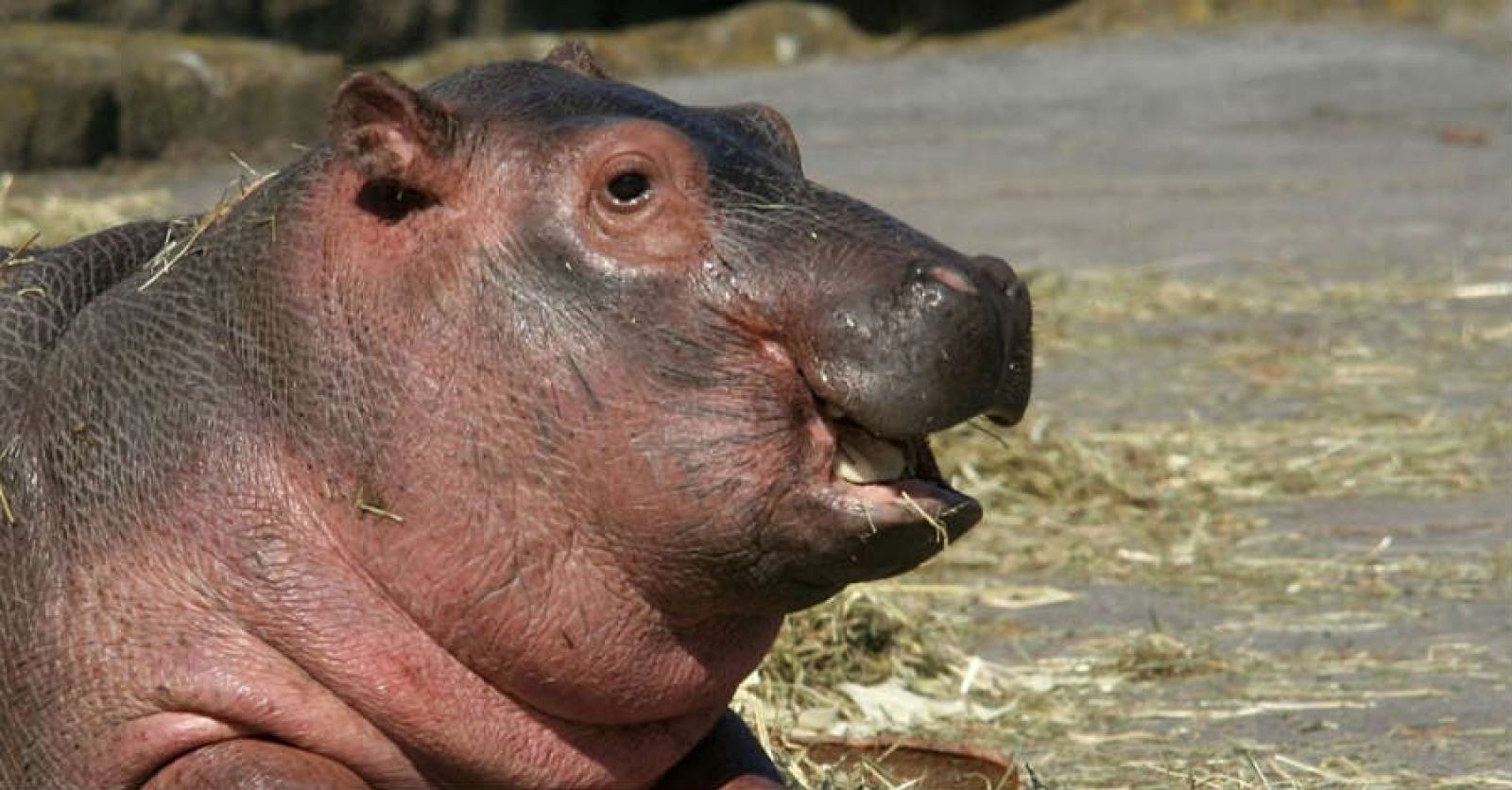 Zoo di Napoli