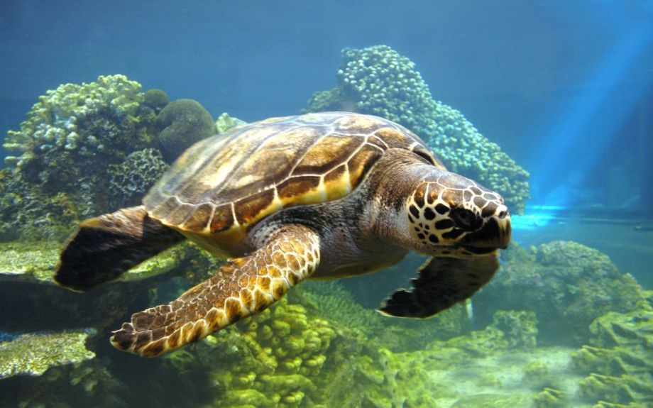 Tartaruga