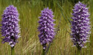 Orchis Italica