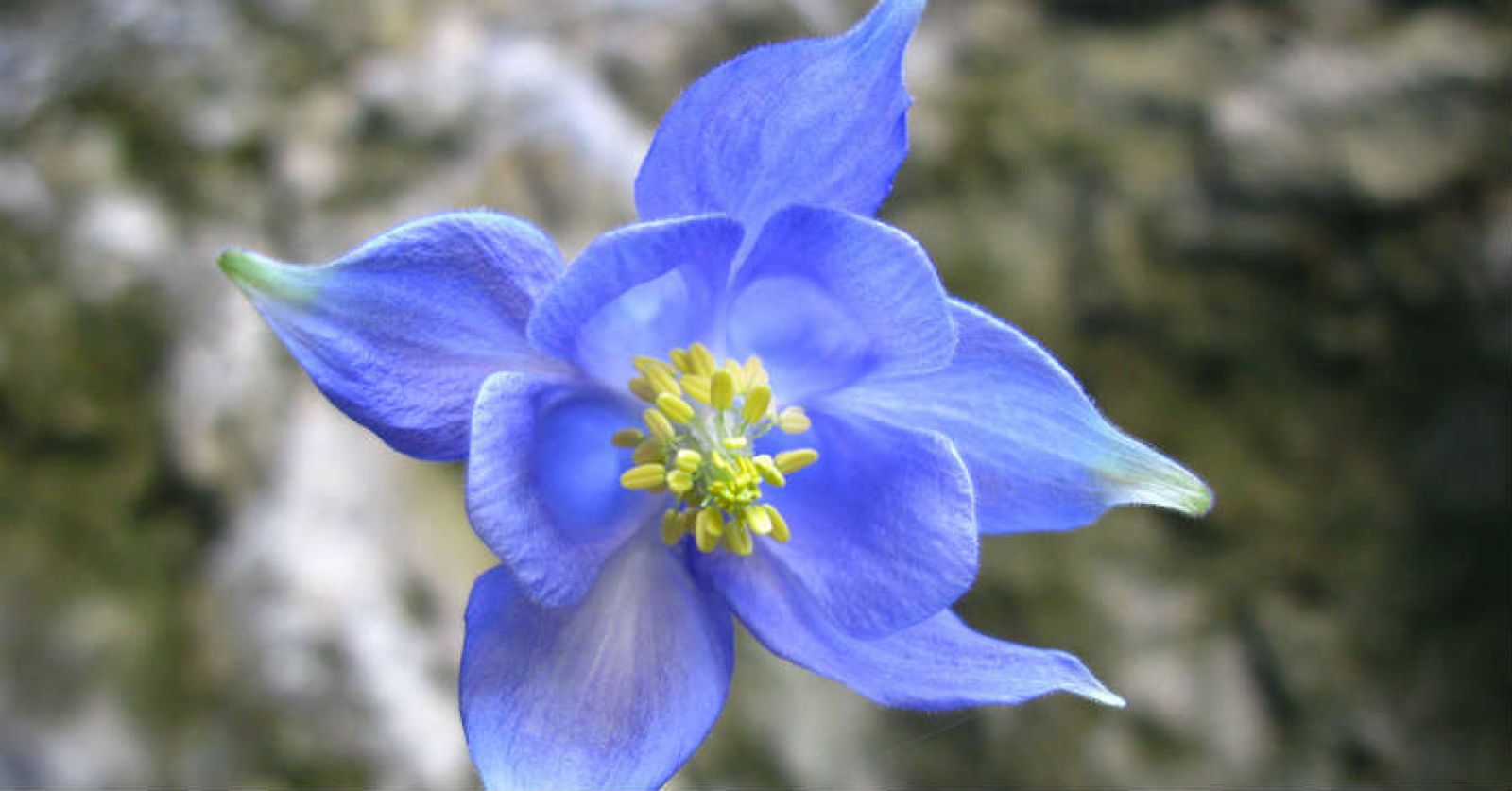 Oasi del Monte Accellica - Aquilegia Champagnatii