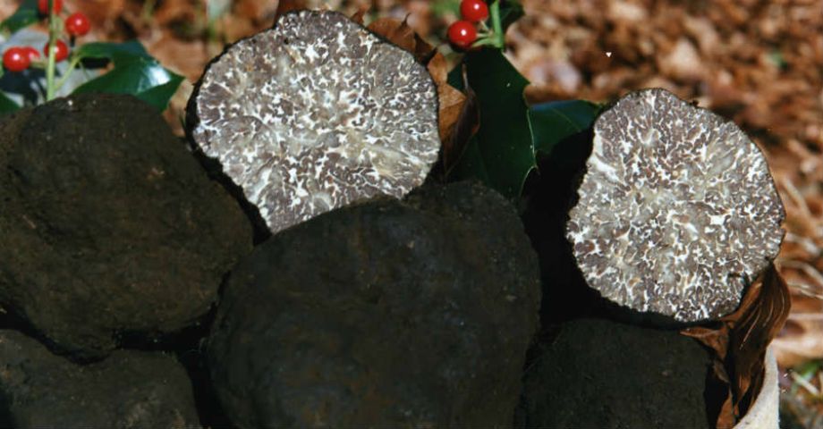 Tartufo nero